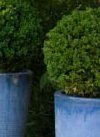 commercial client gardens