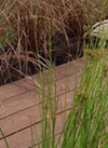 commercial client gardens