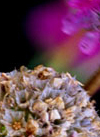 commercial client gardens